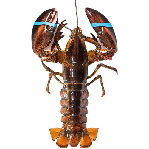 波士顿龙虾大波龙鲜冻海鲜速冻澳洲龙虾超大特大1只装1至10斤包邮 - 图3