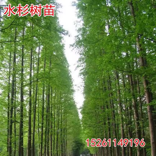 水杉苗水杉树苗云杉池杉小苗落羽杉中山杉树苗别墅庭院绿化景观树 - 图0