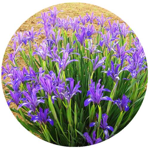 马兰花苗草本地栽马兰花草蓝花马莲花宿根多年生耐盐碱地湿地植物 - 图3