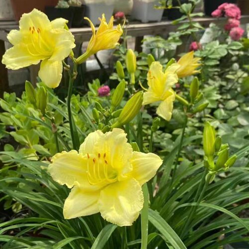 绿化大花萱草忘忧草宿根耐寒金娃娃萱草花苗地被庭院阳台盆栽花卉 - 图2