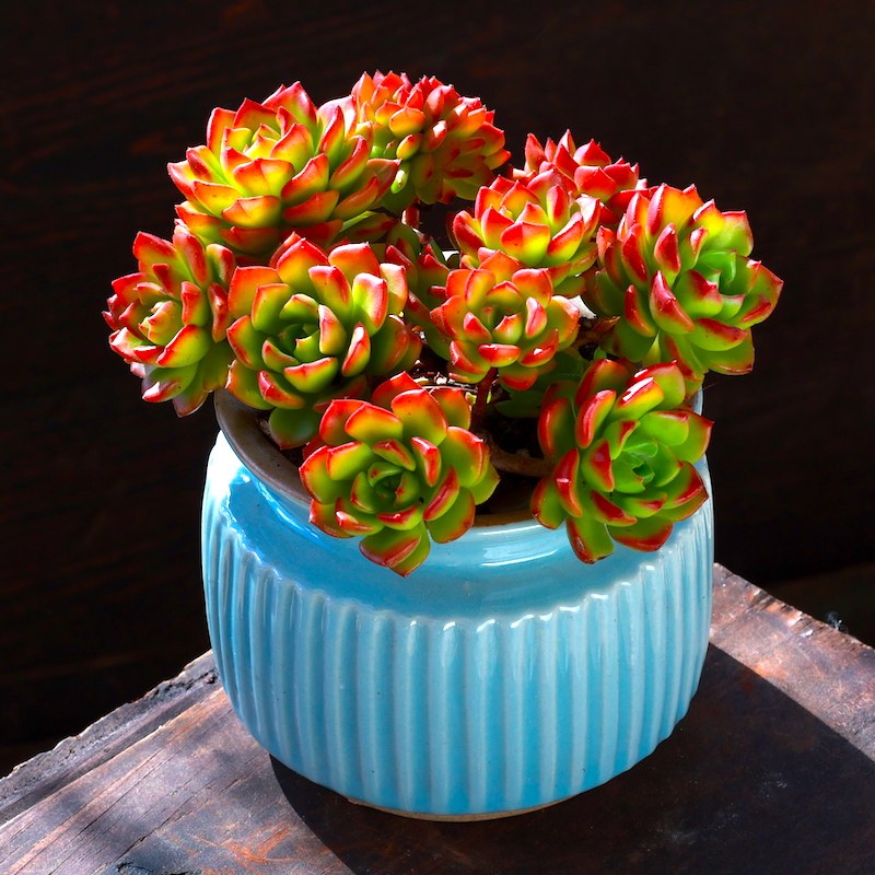 大颗多肉植物火焰蒂亚老桩阳台室内网红肉肉植物花卉多肉盆栽绿植,淘宝优惠券,粉丝福利购,淘宝优惠卷