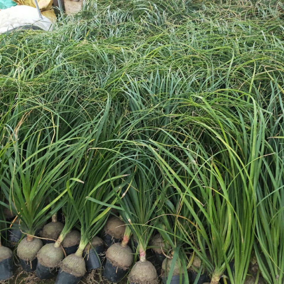 酒瓶兰绿植组合小盆栽 办公室内创意象腿树 观叶桌面植物新手套餐,淘宝优惠券,粉丝福利购,淘宝优惠卷