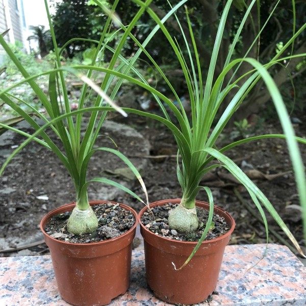 酒瓶兰绿植组合小盆栽 办公室内创意象腿树 观叶桌面植物新手套餐,淘宝优惠券,粉丝福利购,淘宝优惠卷