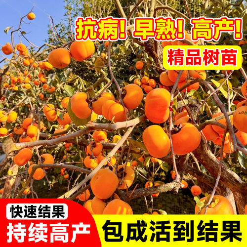 巨蜜火晶柿子苗树流心南北方种植特大庭院地栽当年结果柿子树果苗 - 图0
