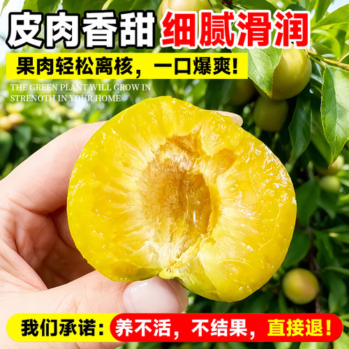 蜂糖李子树苗特大青脆李半边红果树果苗盆栽地栽新品种南北方种植 - 图1