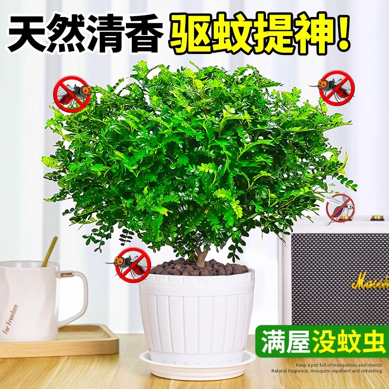 正宗清香木盆栽胡椒木老桩树苗盆景驱蚊植物室内绿植四季好养薄荷 - 图0