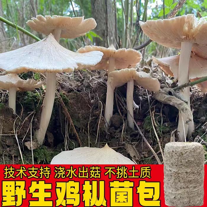 鸡枞菌种包云南野生人工种植包蘑菇菌种包室外庭院阳台菜园可种植-图3