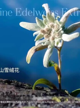 瑞士tal雪绒花手膜足膜嫩滑手足