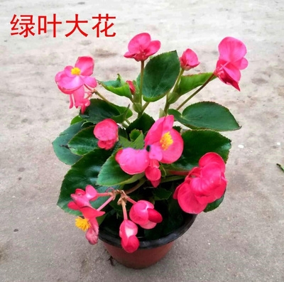 海棠重瓣玻璃翠花苗大叶植物花室内海堂花海棠盆栽四季四季花卉-图2