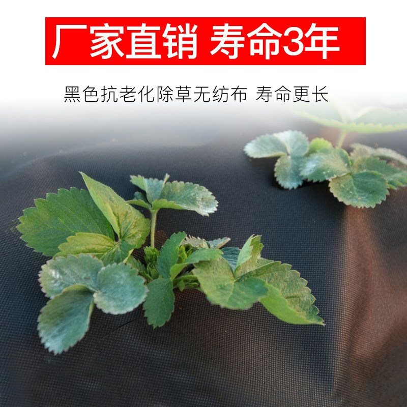 果园地布大布除草老防草化抑保湿农用生园艺棚地抗布地钉态除草草 - 图1