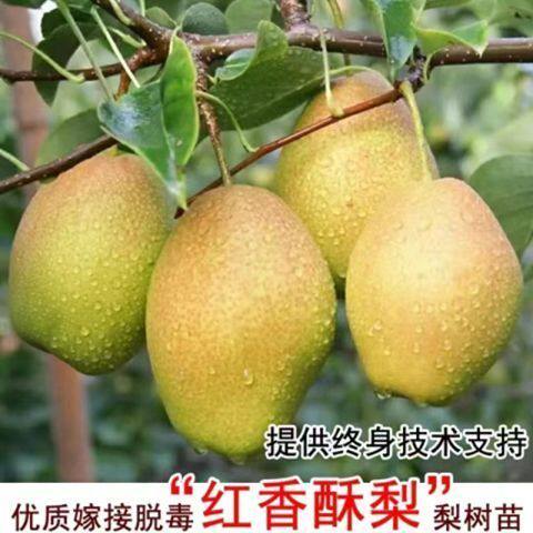 特大梨树苗红香酥梨苗嫁接苗新品种超甜梨子苗盆栽地栽南北方种植 - 图3