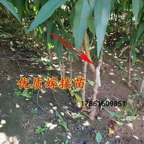 特大早熟黄桃树苗 嫁接优质果树苗当年结果 超甜南北方种植果树苗 - 图3