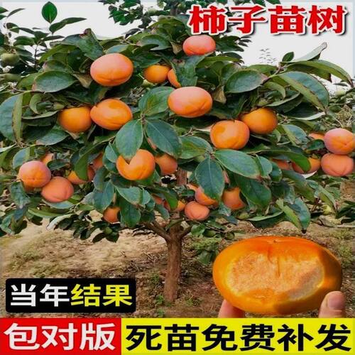 特大超甜柿子树苗无籽无核新品种脆甜柿子耐寒盆栽地栽南北方种植 - 图3