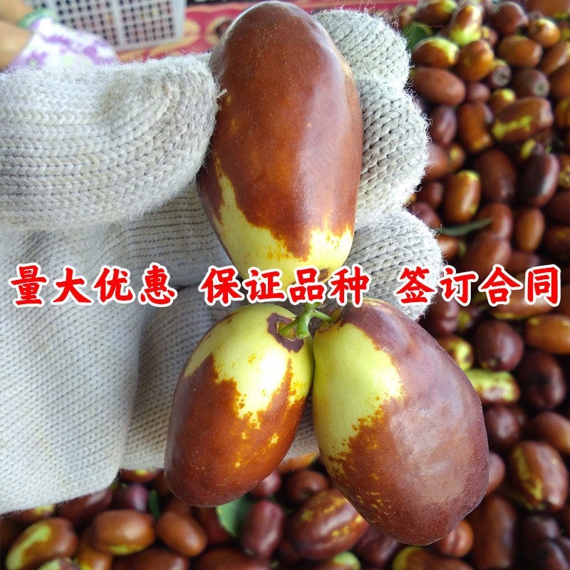 灵武长枣树苗特大嫁接枣树活苗冬枣树苗南北方种植当年结果 - 图3