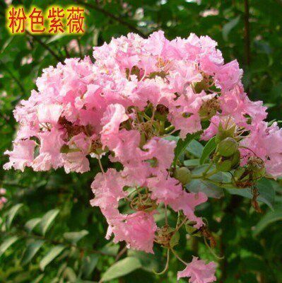 庭院紫薇树苗红花紫薇小苗紫薇花苗红火箭紫薇红火球紫薇紫薇花树 - 图2