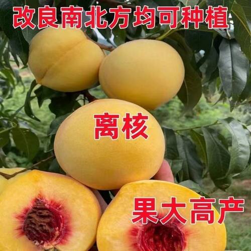 超甜正宗黄桃树苗甜黄桃树苗果树苗嫁接黄桃树苗南北方种植果树苗 - 图3