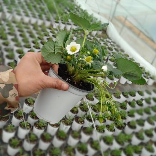 脱毒四季草莓苗奶油草莓苗果树果苗带土带花带果盆栽食用草莓秧 - 图1
