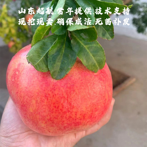 山东耐寒泰山红石榴树苗盆栽庭院地栽抗冻硬籽甜石榴苗南北方种植 - 图2