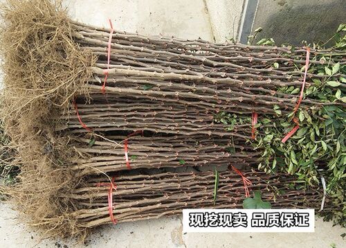 四川汉源大红袍花椒苗红花椒苗花椒树红花椒树苗麻椒苗狮子头花椒 - 图2