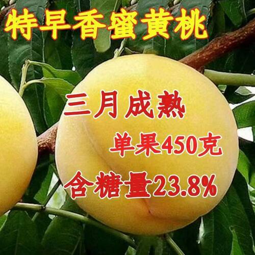 特大早熟黄桃树苗 嫁接优质果树苗当年结果 超甜南北方种植果树苗 - 图0