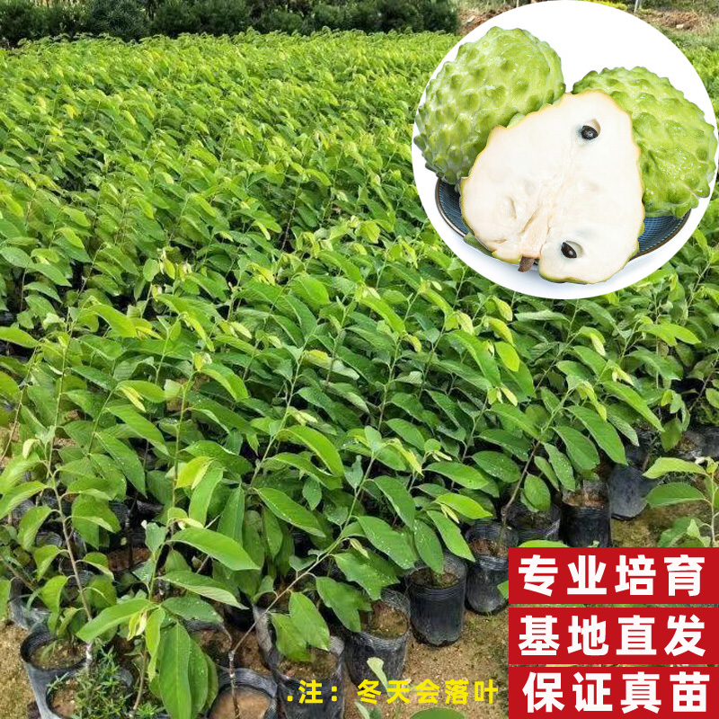 释迦果苗树台湾凤梨嫁接特大番荔枝佛陀头果树苗南方种植当年结果 - 图2