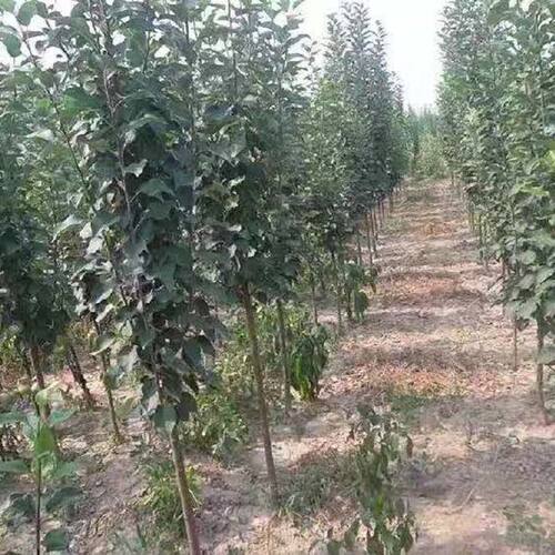 特大梨树苗红香酥梨苗嫁接苗新品种超甜梨子苗盆栽地栽南北方种植 - 图2