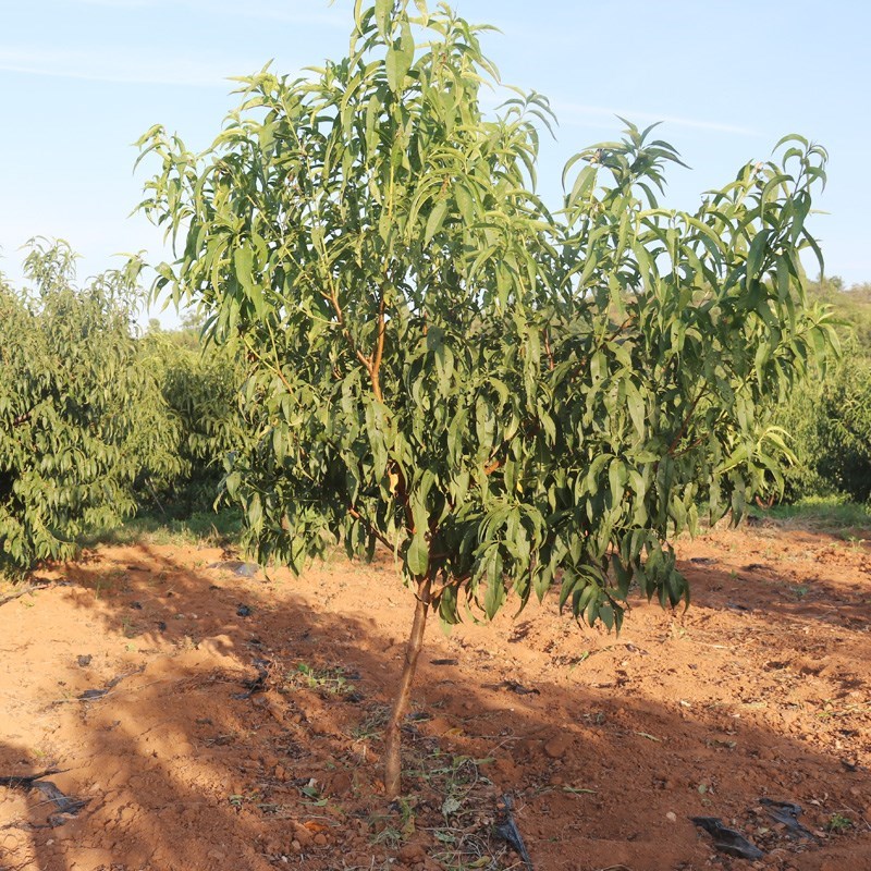 早熟五月红水蜜桃南方北方种植嫁接桃树苗盆栽地栽果树高产易活