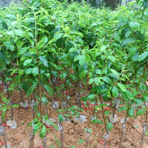 新品种特大蜂糖血李子树苗嫁接苗爆甜大果南北方种植盆栽地栽树苗 - 图2