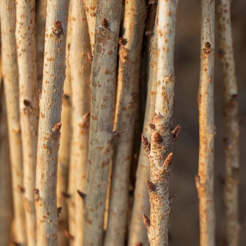 樱花苗樱花树苗日本樱花嫁接早樱晚樱樱花小苗绿化苗当年苗工程苗 - 图1