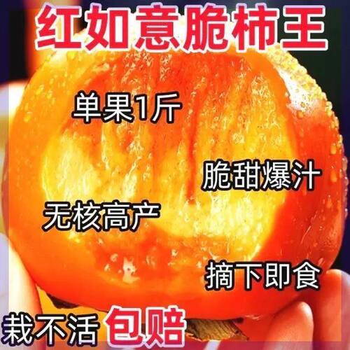 特大超甜柿子树苗无籽无核新品种脆甜柿子耐寒盆栽地栽南北方种植 - 图0