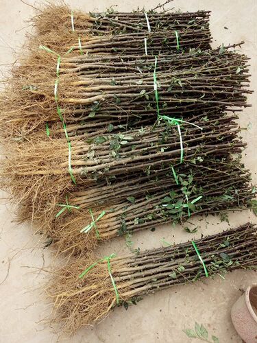 四川汉源大红袍花椒苗红花椒苗花椒树红花椒树苗麻椒苗狮子头花椒 - 图3