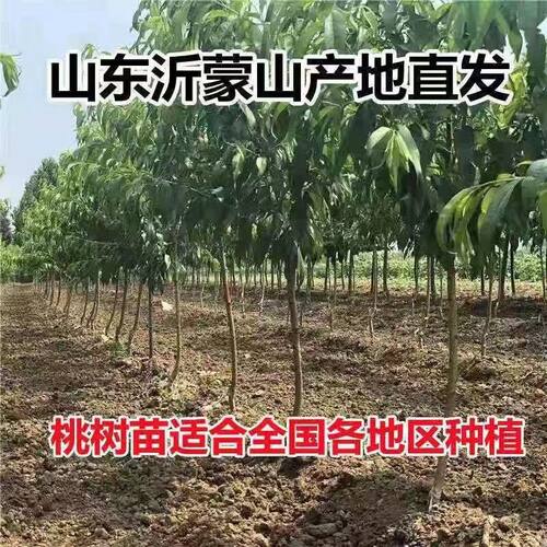 超甜正宗黄桃树苗甜黄桃树苗果树苗嫁接黄桃树苗南北方种植果树苗 - 图2