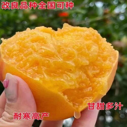 超甜正宗黄桃树苗甜黄桃树苗果树苗嫁接黄桃树苗南北方种植果树苗 - 图0