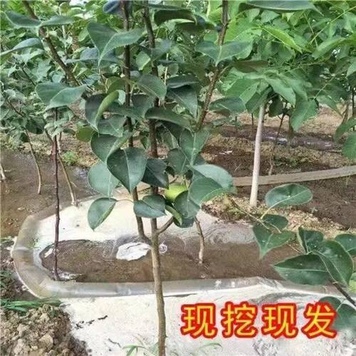 特大梨树苗红香酥梨苗嫁接苗新品种超甜梨子苗盆栽地栽南北方种植 - 图1