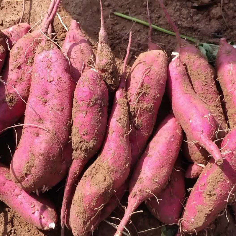 东北地瓜现挖新鲜农家种植味红番薯 吉辰生鲜番薯