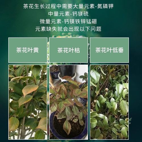 茶花专用肥料缓释肥蔬菜农用种菜绿植室内盆栽四季好养山茶花肥料 - 图0