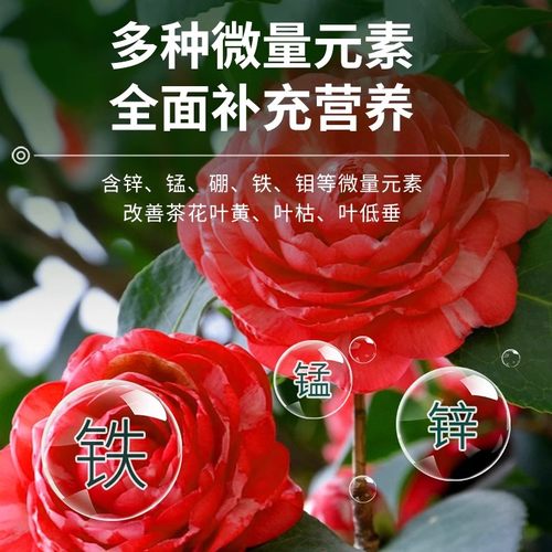 茶花专用肥料缓释肥蔬菜农用种菜绿植室内盆栽四季好养山茶花肥料 - 图2