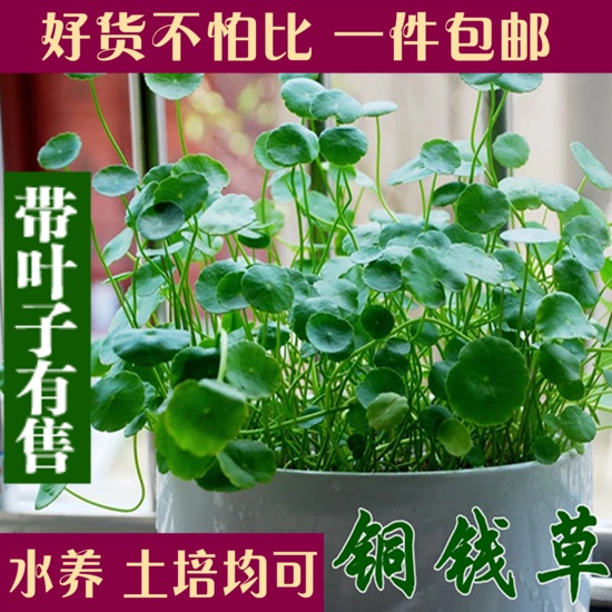 莲花水铜钱草植物办公室内桌面盆栽金钱花卉水养種子水水培盆景-图2