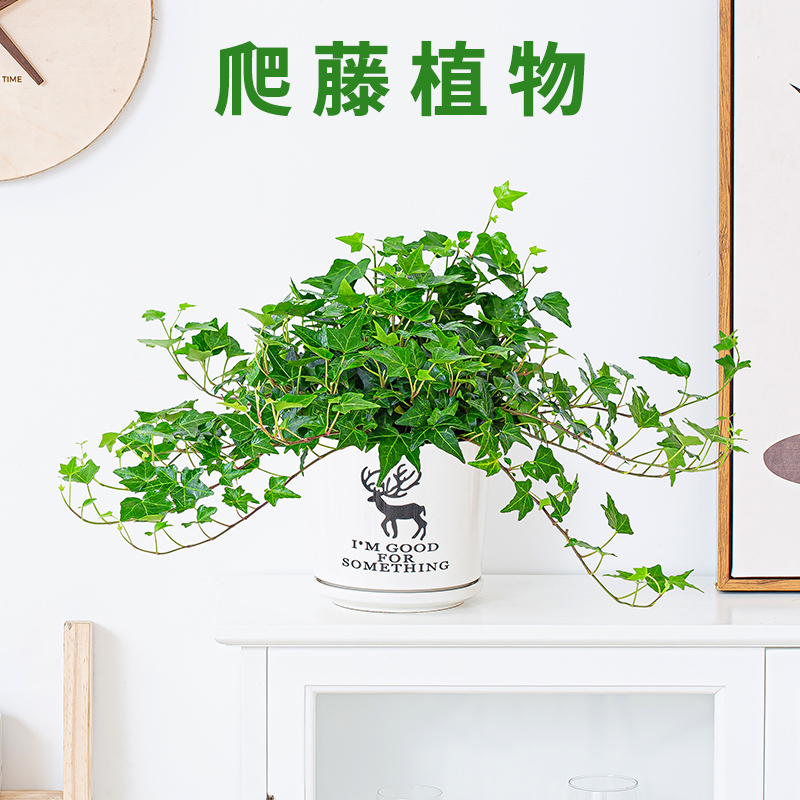 常春藤盆栽植物挂墙阳台室内水培爬藤植物北欧风吊兰长春藤常青藤 - 图1