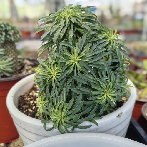 铁甲麒麟多肉植物稀有块根盆栽矮胖老桩木质化室内桌面绿植包邮 - 图1