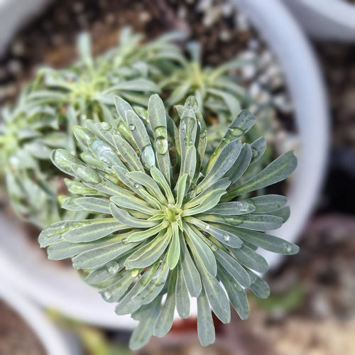 铁甲麒麟多肉植物稀有块根盆栽矮胖老桩木质化室内桌面绿植包邮 - 图2