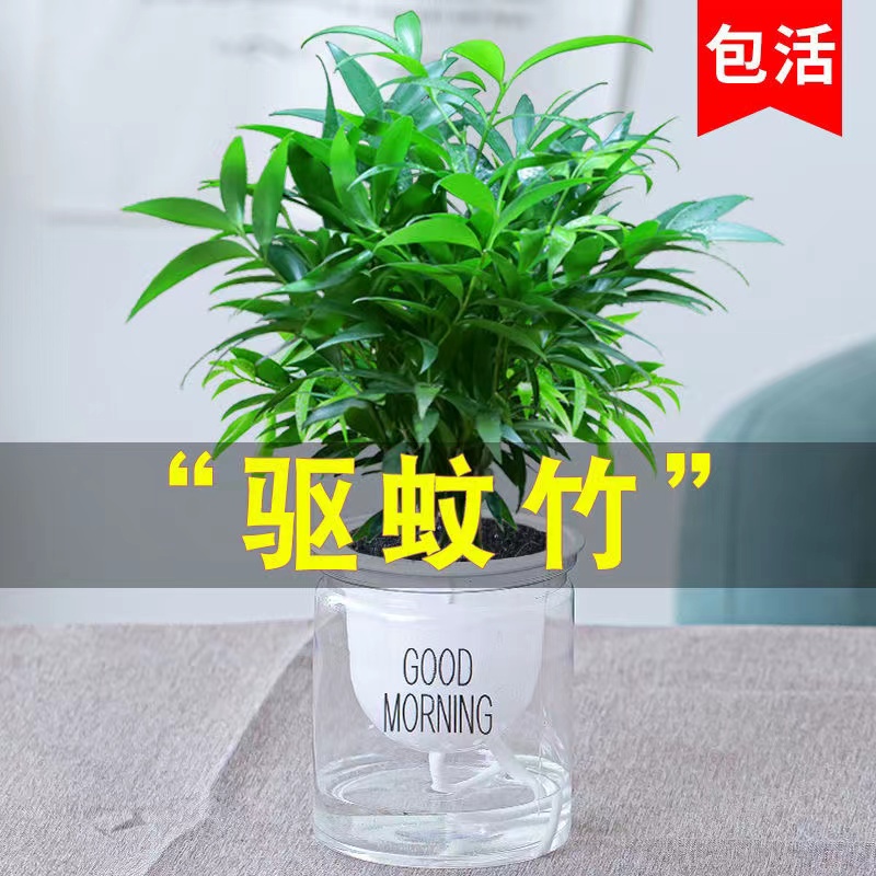 驱蚊竹柏盆栽招财竹室内植物清香绿植驱蚊虫净化空气四季常青好养-图1