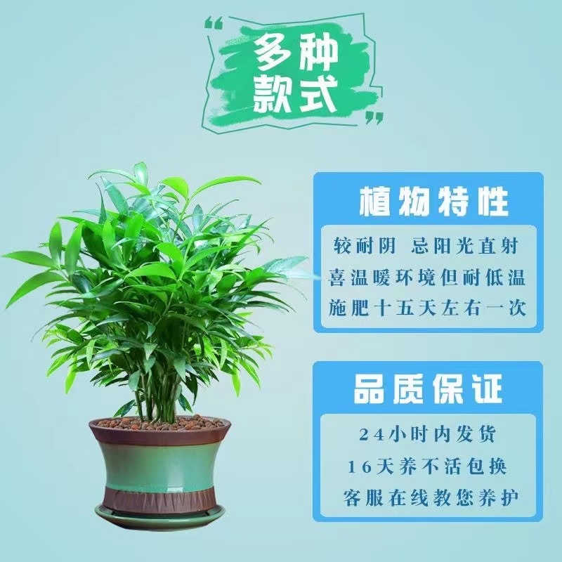 驱蚊竹柏盆栽招财竹室内植物清香绿植驱蚊虫净化空气四季常青好养-图2