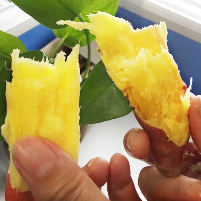 陕西虢王小番薯板栗小新鲜10红薯 西府关中缘番薯