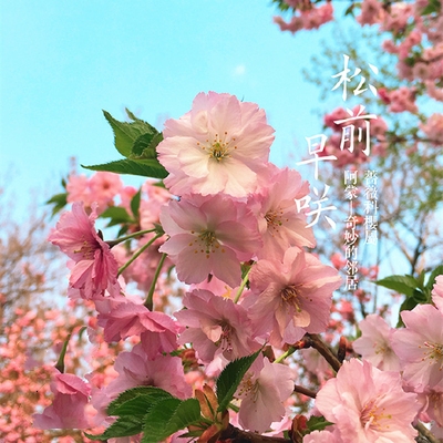 重瓣日本樱花树苗花卉庭院室内外别墅四季开花植物早晚樱大树耐寒 - 图2