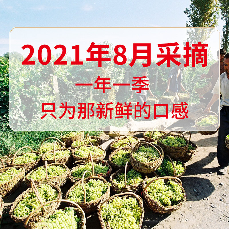 葡萄干新货新疆特产吐鲁番绿葡萄干 雪莲山食品葡萄干
