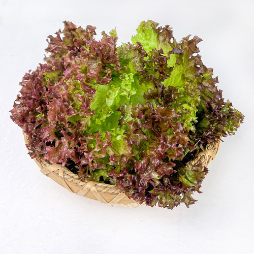 绿食者 红叶生菜500g 新鲜罗莎红紫叶生菜沙拉色拉蔬菜西餐食材 - 图0