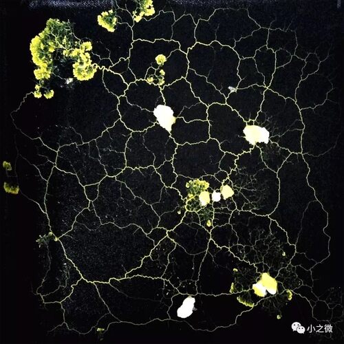 黏菌宠物黏菌实验黏菌菌种硫酸黏菌黏菌生物子悠同款黏菌黏菌培养 - 图2