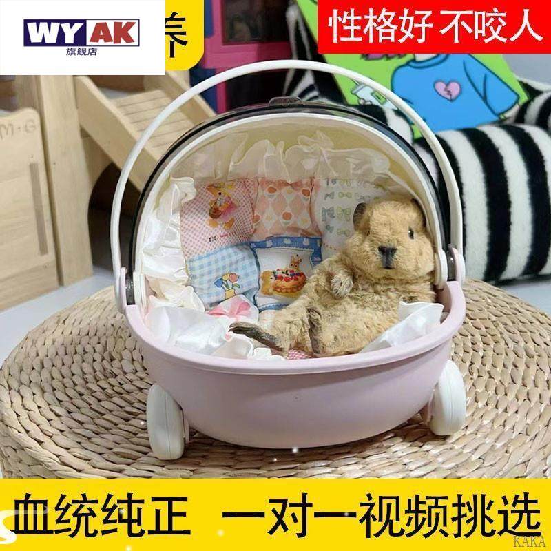 荷兰猪活物宠物卡皮巴拉鼠豚鼠兔彩兔幼崽疫苗已打过,淘宝优惠券,粉丝福利购,淘宝优惠卷