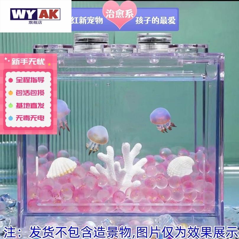 家养小水母活物缸饲养好养儿童适合学生宠物动物迷你懒人宿舍赤月 - 图0
